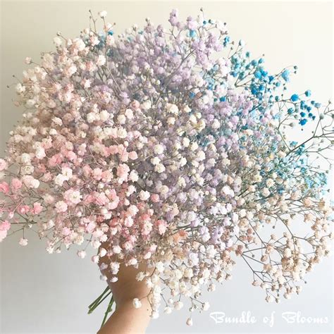 how to dye baby's breath.